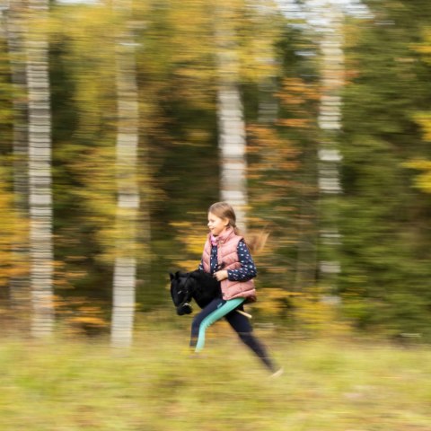 Czarny konik hobby horse duży A3 kantar kary HH Skippi