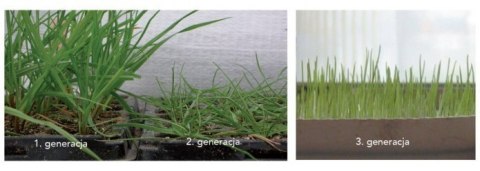 Trawa Regeneracyjna Barenbrug SOS Lawn Repair Otoczkowana 5kg
