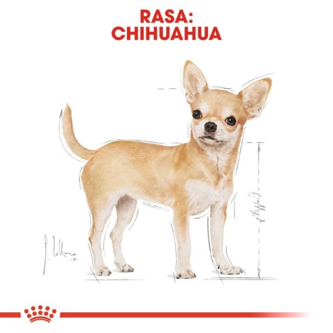 ROYAL CANIN Chihuahua Adult 12x85g Royal Canin