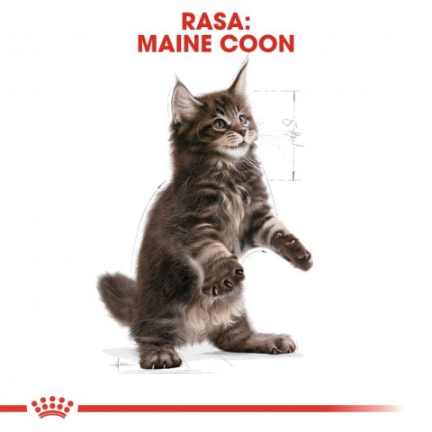 ROYAL CANIN Maine Coon Kitten 400g Royal Canin