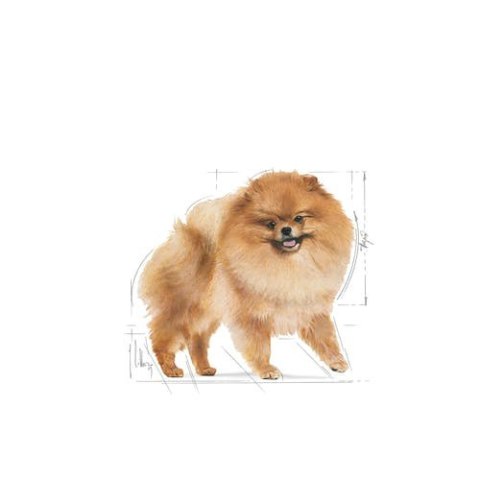 ROYAL CANIN Pomeranian 12x85g Royal Canin