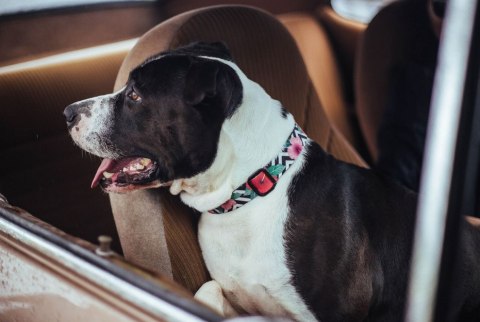 ZEE DOG Obroża Dla Psa Mahalo L ZeeDog