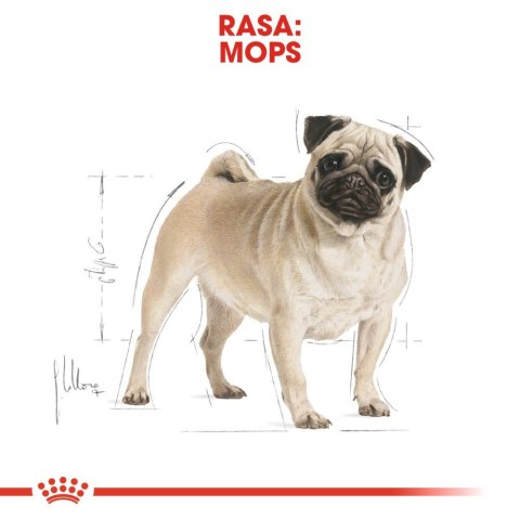 ROYAL CANIN Pug Adult 1,5kg Royal Canin