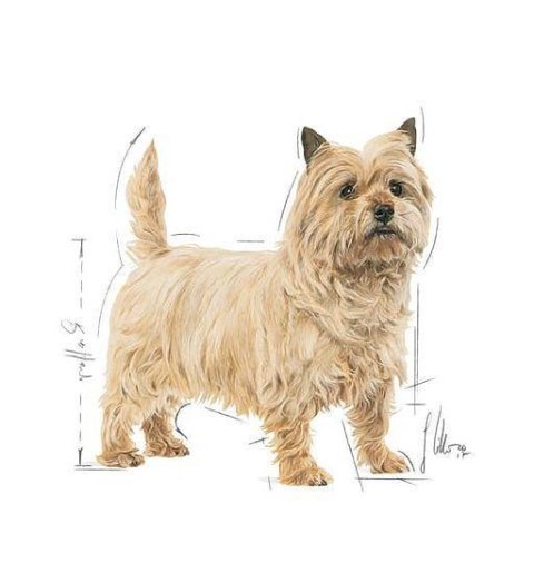 ROYAL CANIN CCN Mini Light Weight Care 3kg Royal Canin