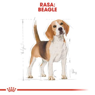 ROYAL CANIN Beagle Adult 12kg Royal Canin