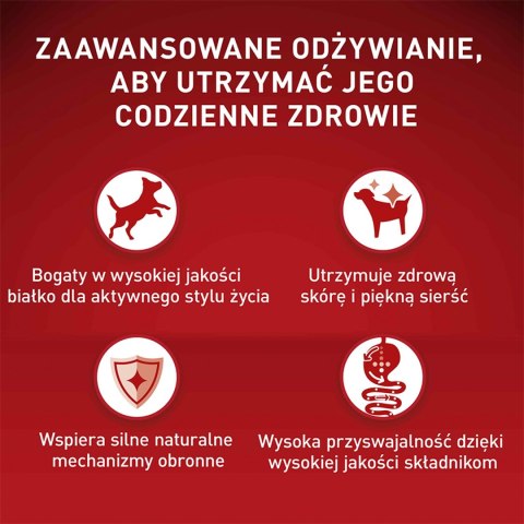 PURINA ONE Mini Adult Wołowina, ryż - sucha karma dla psa - 800g PURINA ONE