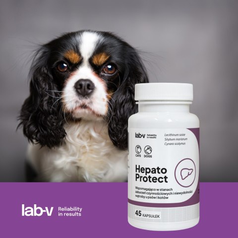 Lab-v Hepato Protect Wspomaganie Funkcji Wątroby Dla Psów I Kotów 45 Kapsułek LAB-V