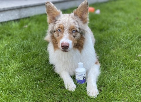 Lab-V Hepasil Dog & Cat Preparat Na Wątrobę Dla Psa I Kota 250ml LAB-V