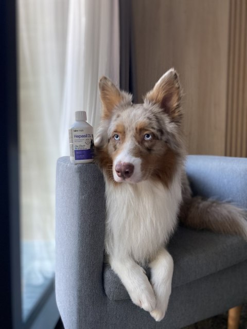 Lab-V Hepasil Dog & Cat Preparat Na Wątrobę Dla Psa I Kota 250ml LAB-V